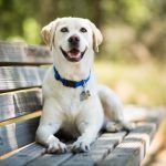 Pet care