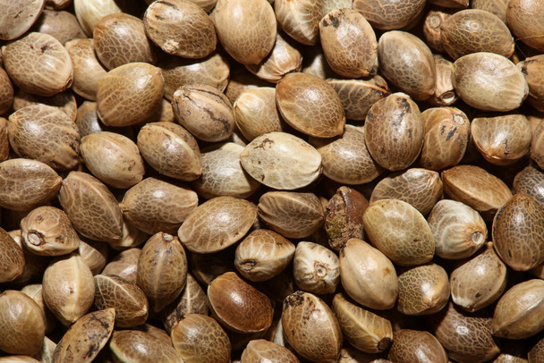 best cannabis seeds 