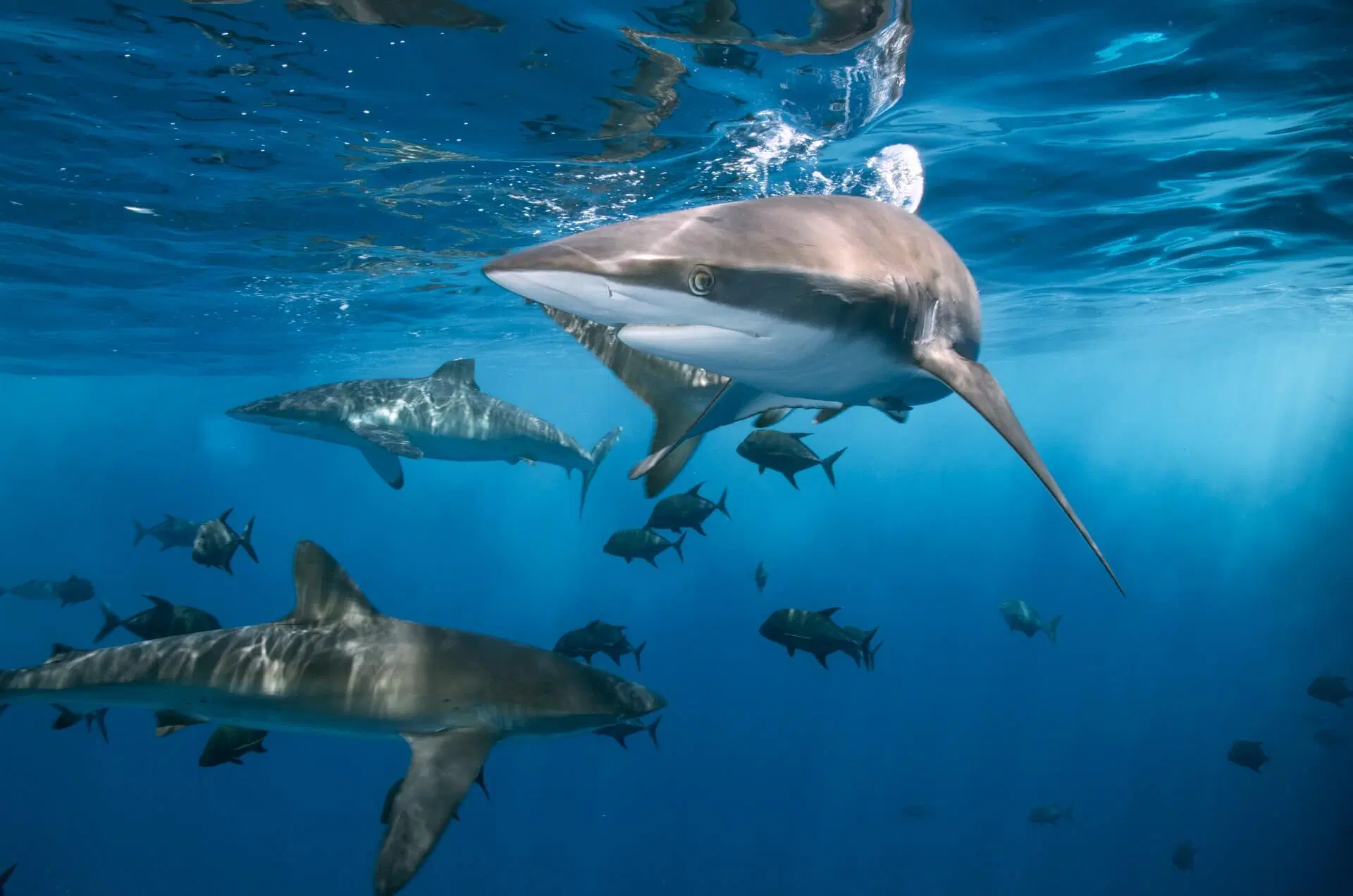 great white shark cage diving