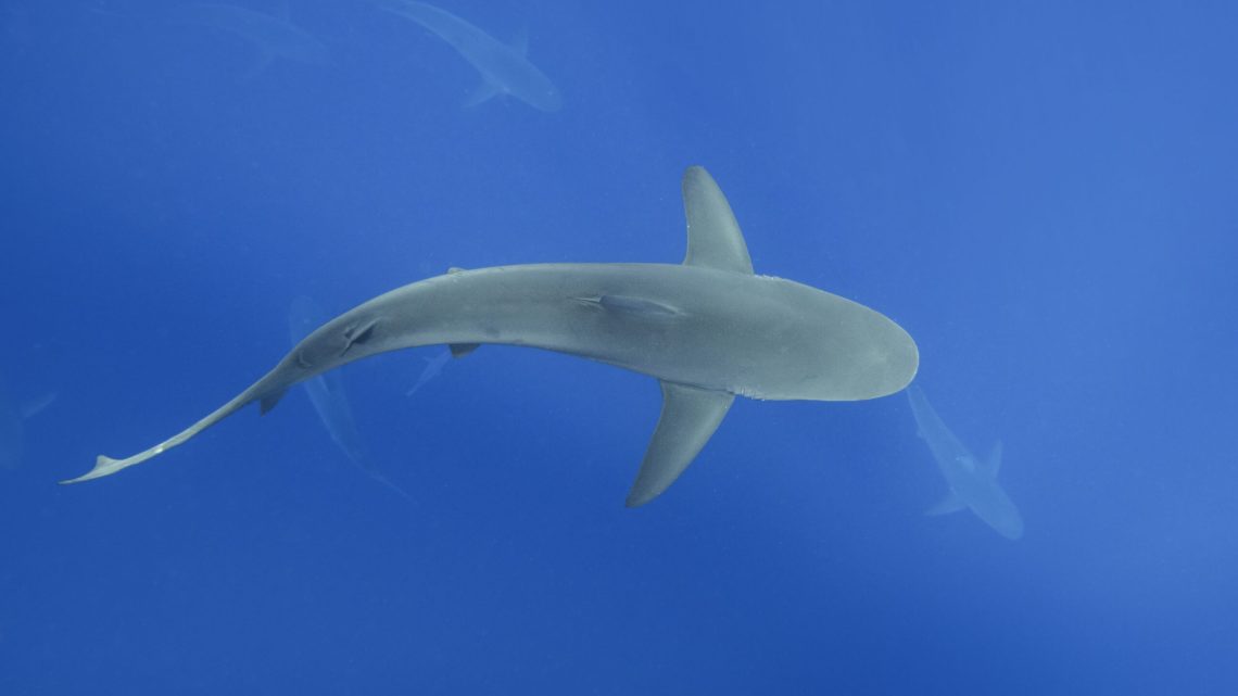 great white shark cage diving