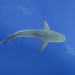 great white shark cage diving