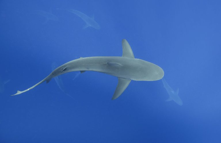 great white shark cage diving