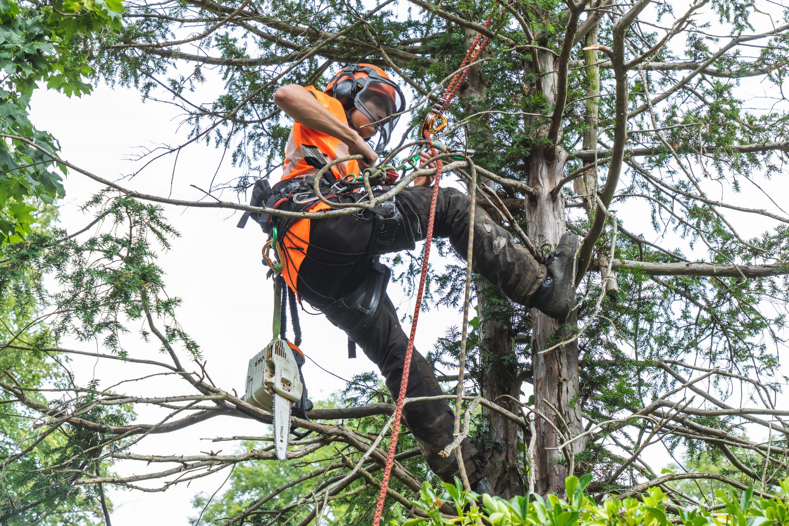 tree lopper central